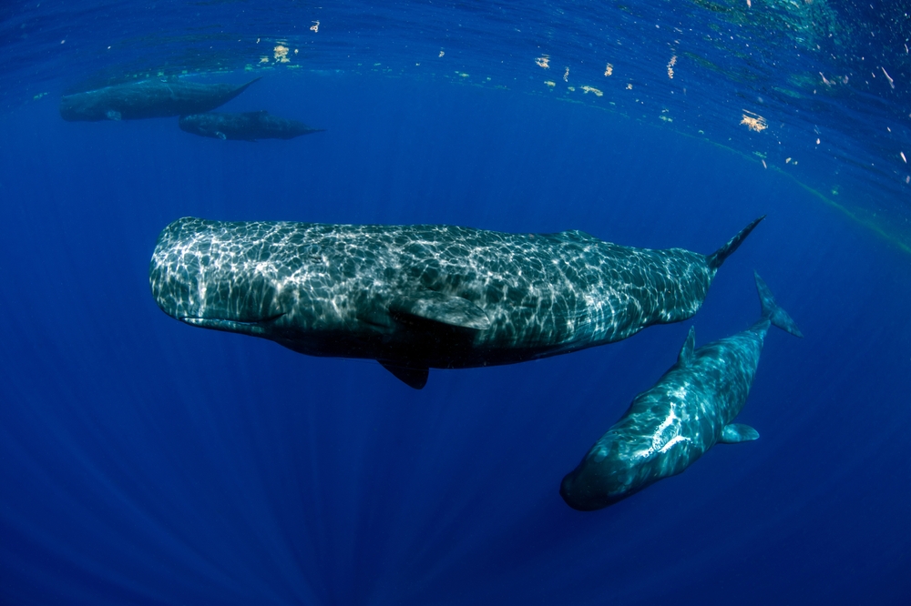 Путешествие к китам в России – 4 места где вы точно встретите стаи с китами