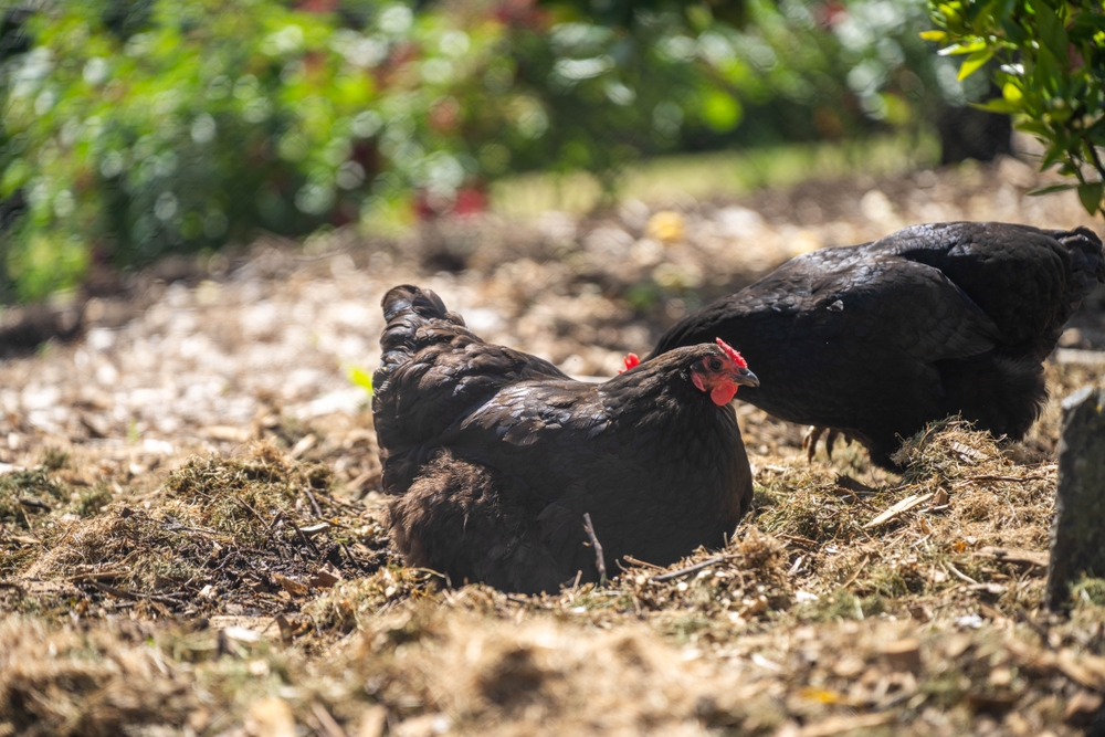 Агротуризм в России: Душевный гид по фермам, сыроварням и винодельням