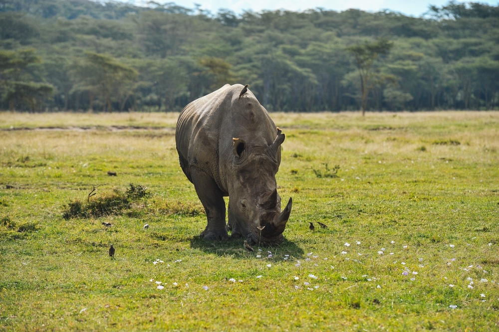 Самые опасные животные в мире: кто убивает больше людей, чем акулы и львы?