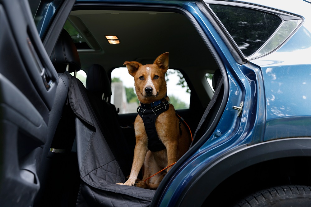 Перевозка животных без сопровождения 2025 | Грузовые перевозки питомцев