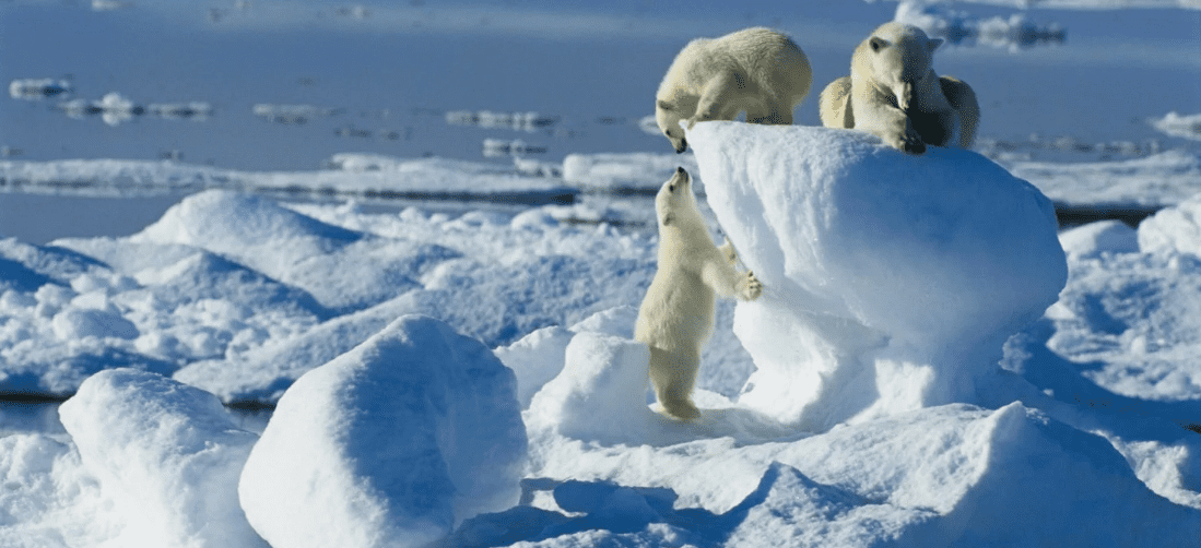 Полный путеводитель по экспедиции на Северный полюс